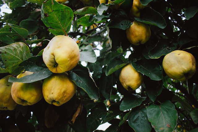 des coing sur l'arbre